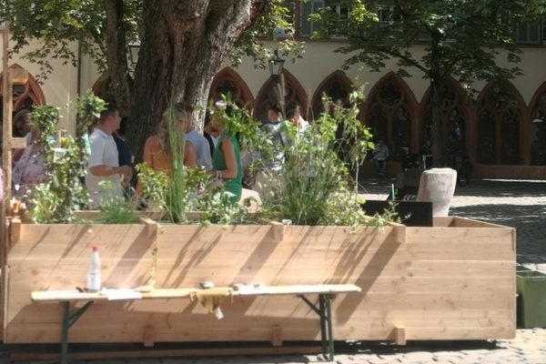 "Wildwuchs" (?) auf dem Rathausplatz